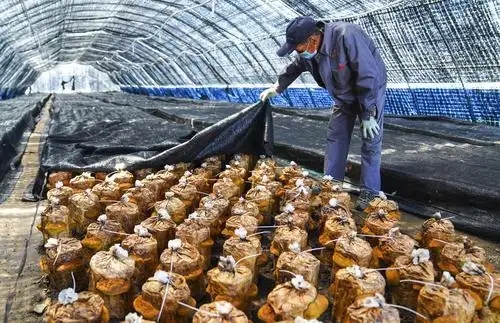 “桑黄种植一亩投资多少钱，大约投入5000元左右。具体种植流程如下
