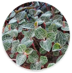 白芨种植